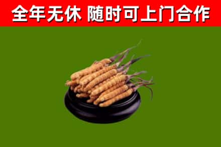 同江回收冬虫夏草