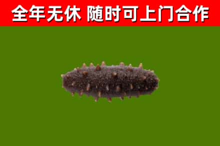 同江回收海参干